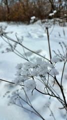 Winter flower