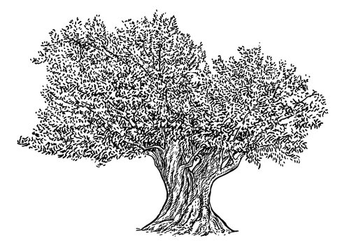 Olive tree illustration, drawing, engraving, ink, line art, vector