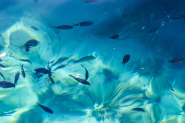 Fototapeta na wymiar Photograph of some fish in the crystal clear waters of Menorca.