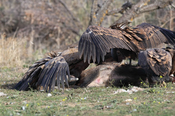 The griffon vulture (Gyps fulvus) on the feeder. A typical way to open a carcass with a large scavenger.