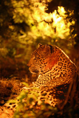 The African leopard (Panthera pardus pardus) , big male at sunrise. Portrait of a leopard lying directly against the sun.