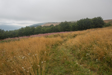 Polana w Bieszczadach