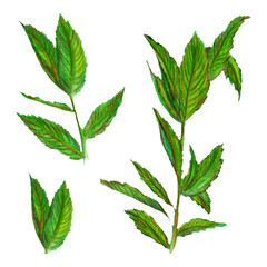 Raster sketchy colorful image of some mint stalks isolated on white. Design element, illustration for healthcare, medical, herbal, natural themes. Printed production.