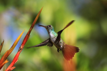 beija-flor, natureza