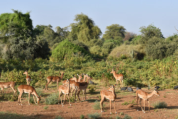 Naklejka na ściany i meble Antilopen in Kenia