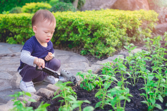 Cute little Asian 18 months / 1 year old toddler baby boy child planting young tree on black soil in the green garden, Save the world and environment concept.
