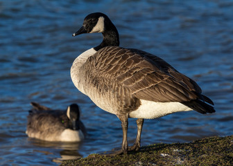Canada Goose, water bird, standing beside pond.