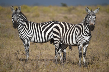 Fototapeta na wymiar Zebras in Kenia