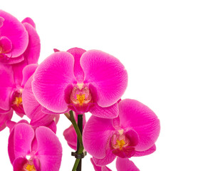 Obraz na płótnie Canvas Orchideen isoliert auf weiß mit Textfreiraum