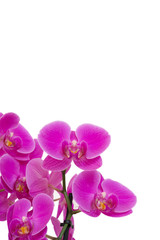 Naklejka na ściany i meble Orchideen isoliert auf weiß mit Textfreiraum