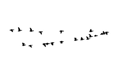 Greater white-fronted goose wedge in flight. Vector silhouette a flock of birds