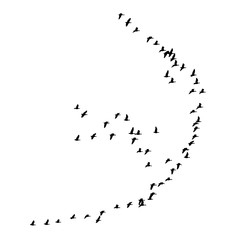 Greater white-fronted goose wedge in flight. Vector silhouette a flock of birds