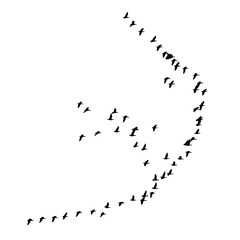 Obraz premium Greater white-fronted goose wedge in flight. Vector silhouette a flock of birds