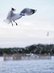 Seagulls in mangrove forest reserve bangpoo Thailand