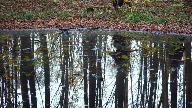 Medieval Vikings running through the forest reflected in water.