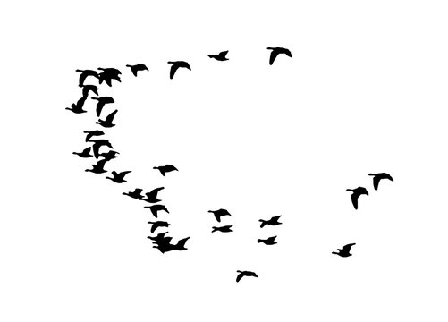 Greater white-fronted goose wedge in flight. Vector silhouette a flock of birds