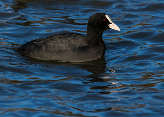 Coot, water bird, swimming in water.