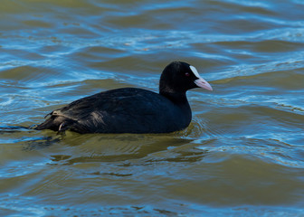 Coot, water bird, swimming in water.