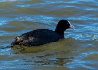 Coot, water bird, swimming in water.