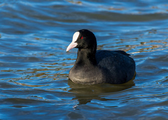 Coot, water bird, swimming in water.