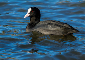 Coot, water bird, swimming in water.