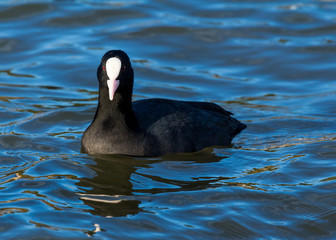 Coot, water bird, swimming in water.
