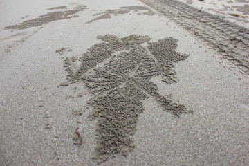 Beach sand Crab Art