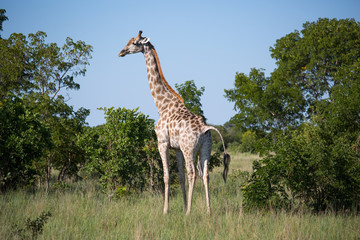 Giraffe in Zimbabwe, Africa