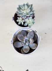 succulent plants