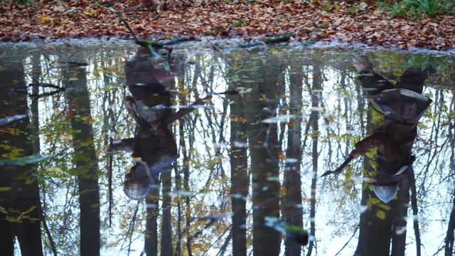 Medieval Vikings running through the forest reflected in water.