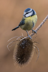Fototapeta premium Blue Tit - Rainham Marshes