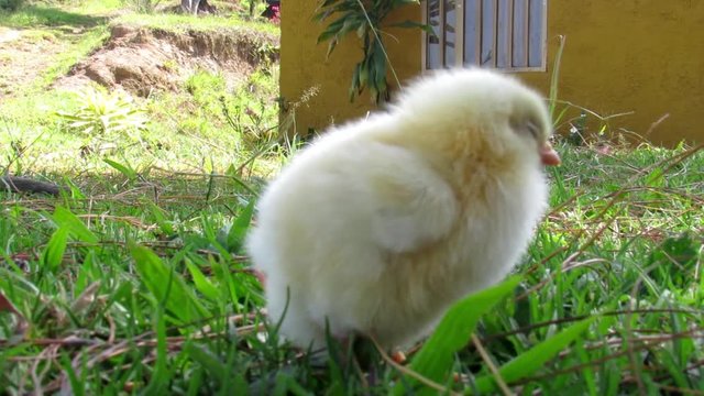 Pollo con algo de frio