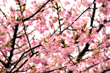 早咲きの河津桜 ピンクの花
