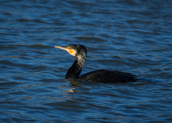 Cormorant. Sea Bird, swimming on water.