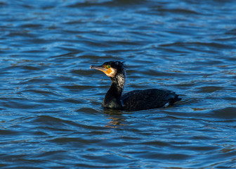 Cormorant. Sea Bird, swimming on water.
