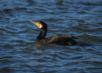 Cormorant. Sea Bird, swimming on water.