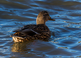 Female Mallard, Duck, swimming on water.