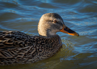 Female Mallard, Duck, swimming on water.