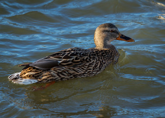 Female Mallard, Duck, swimming on water.