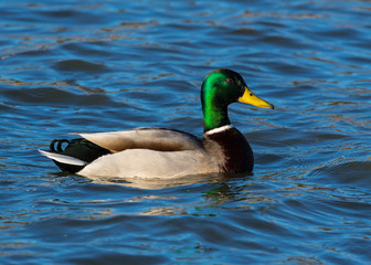 Male Mallard swimming.