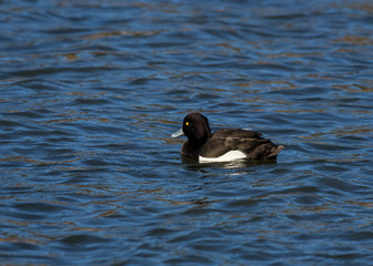 Male Tufted Duck, swimming.