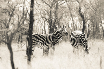 Fototapeta na wymiar Safari Park Kruger