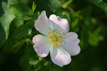 Fototapeta premium fleurs3