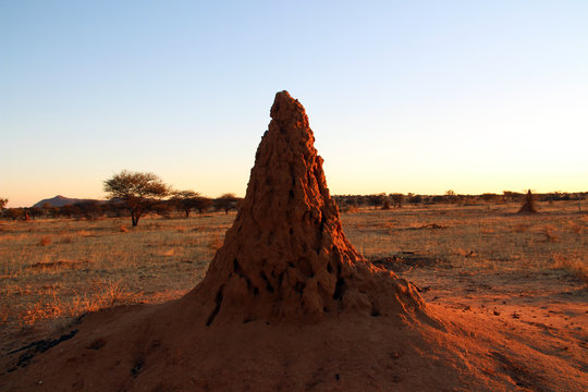 Termitenh&uuml;gel in der Natur von Namibia