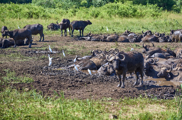 Buffalo resting at a water hole