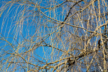 Branch of a willow against a blue sky