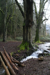 ruisseau de forêt