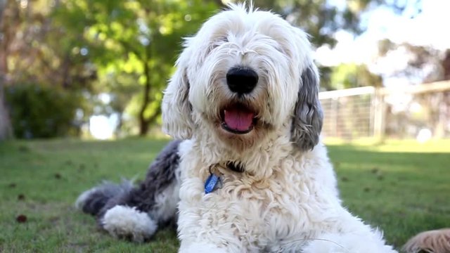 Fluffy Sheepdog Sits in the Sun