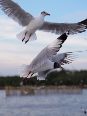 Seagulls in mangrove forest reserve bangpoo Thailand