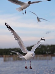 Seagulls in mangrove forest reserve bangpoo Thailand